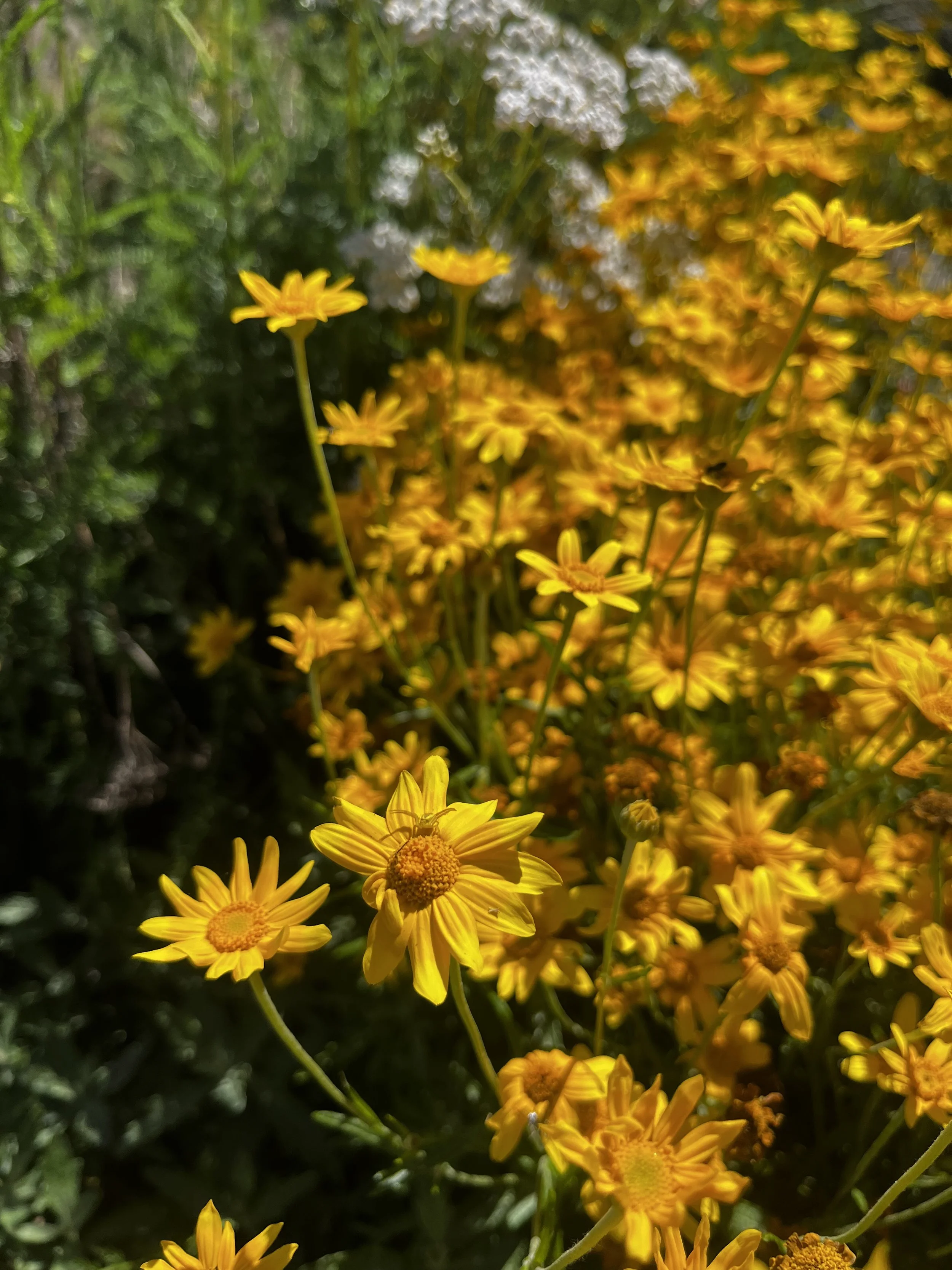 Oregon Sunshine 2.jpeg