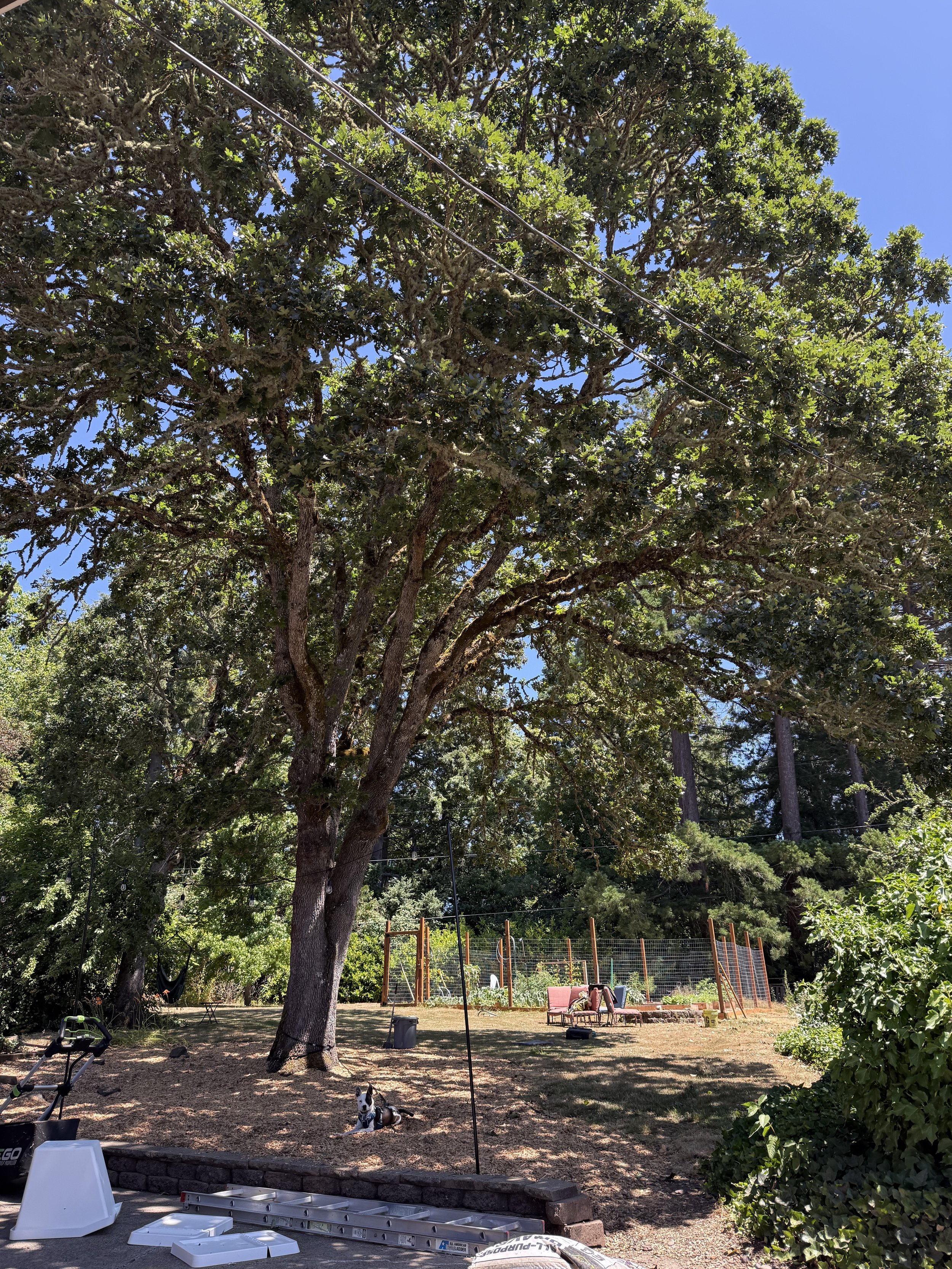 Oregon White Oak