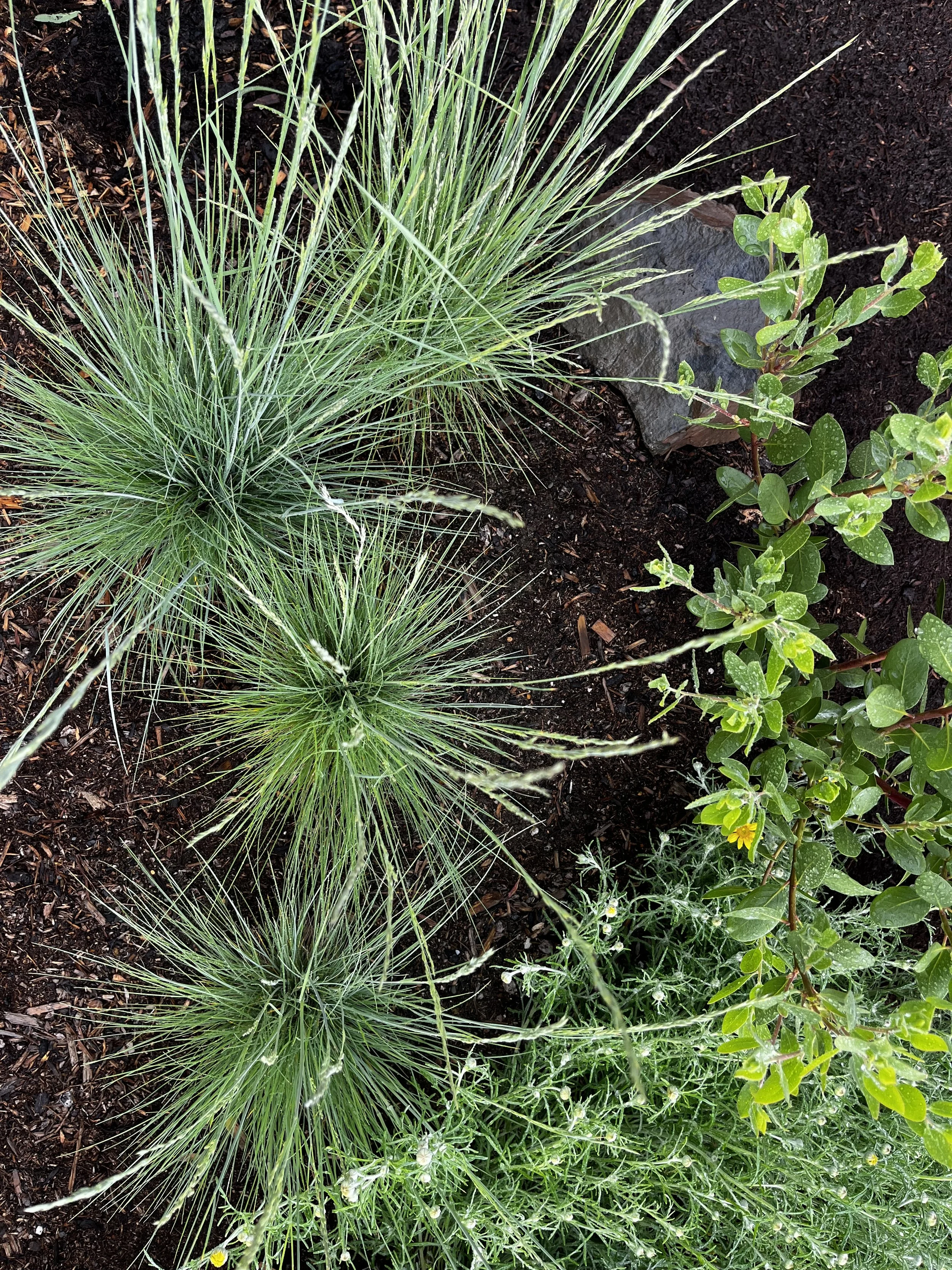 Roemer's Fescue.jpeg