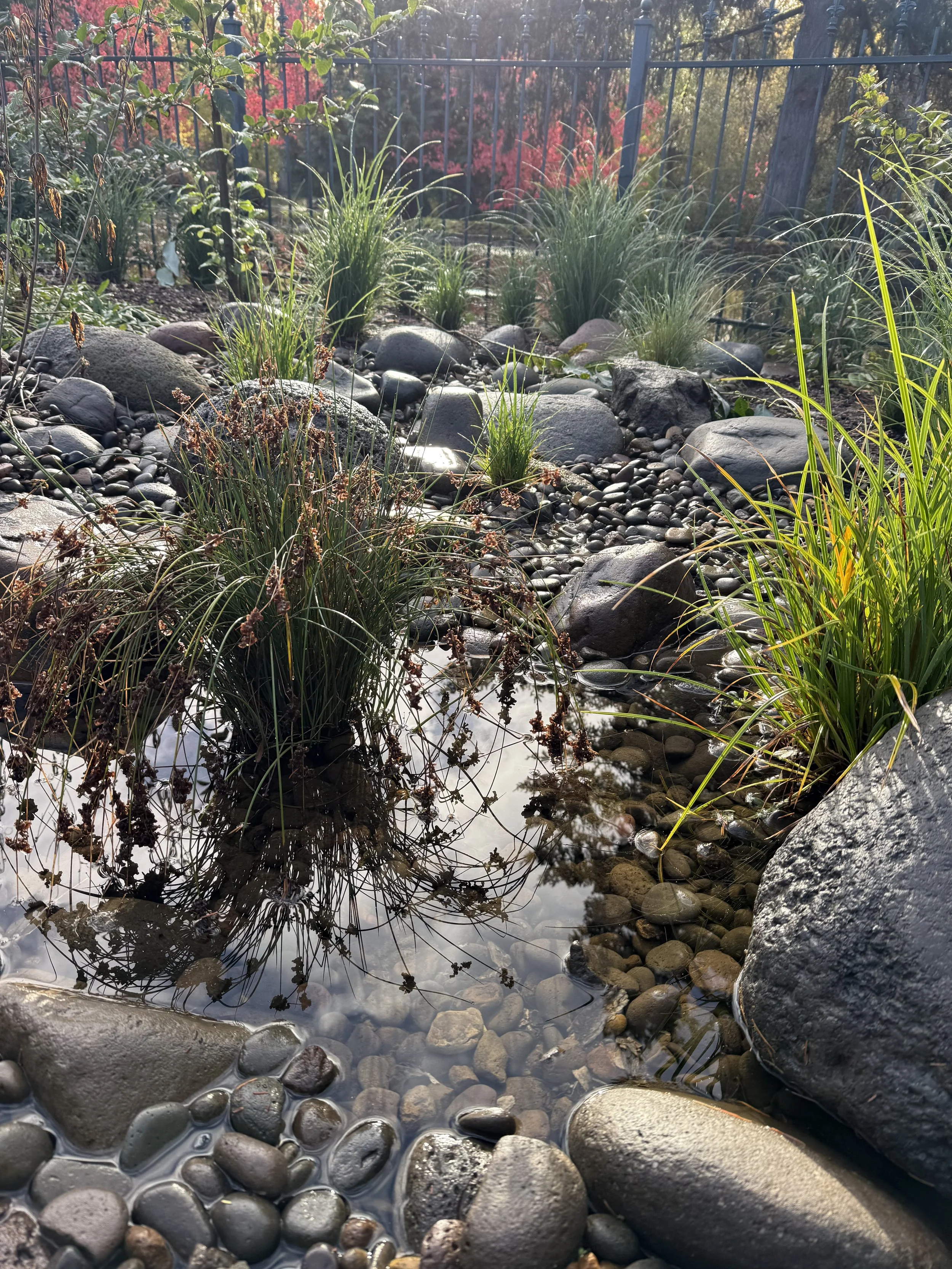 Spreading Rush 1.jpeg