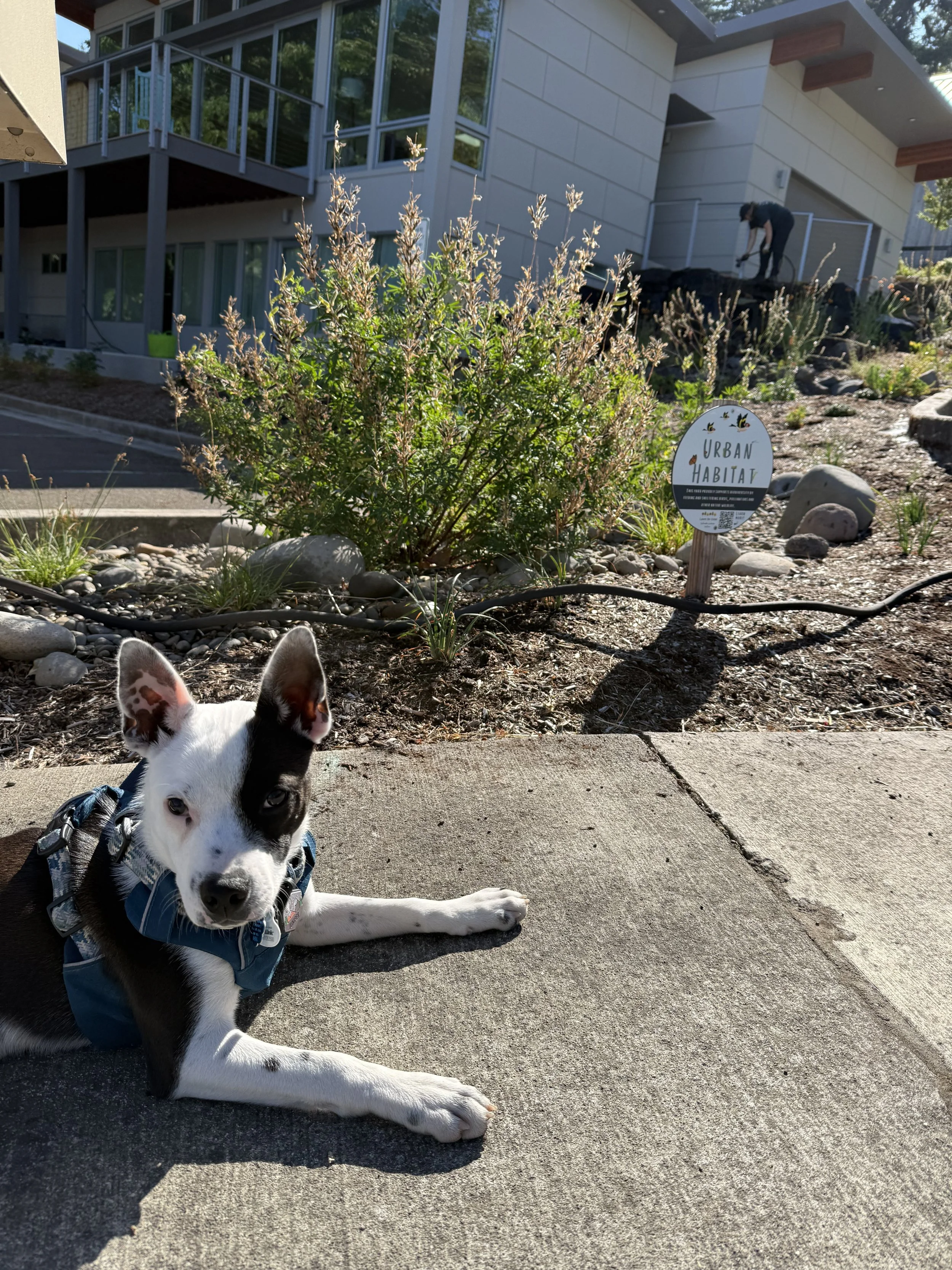 Riverbank Lupine.jpeg