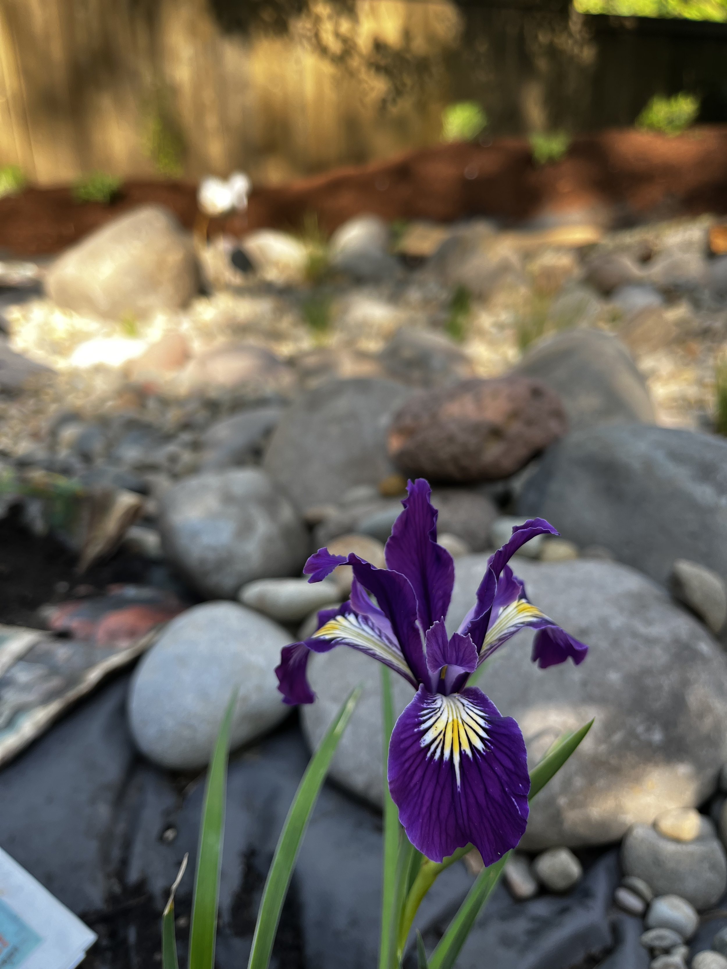 Iris for website.jpg