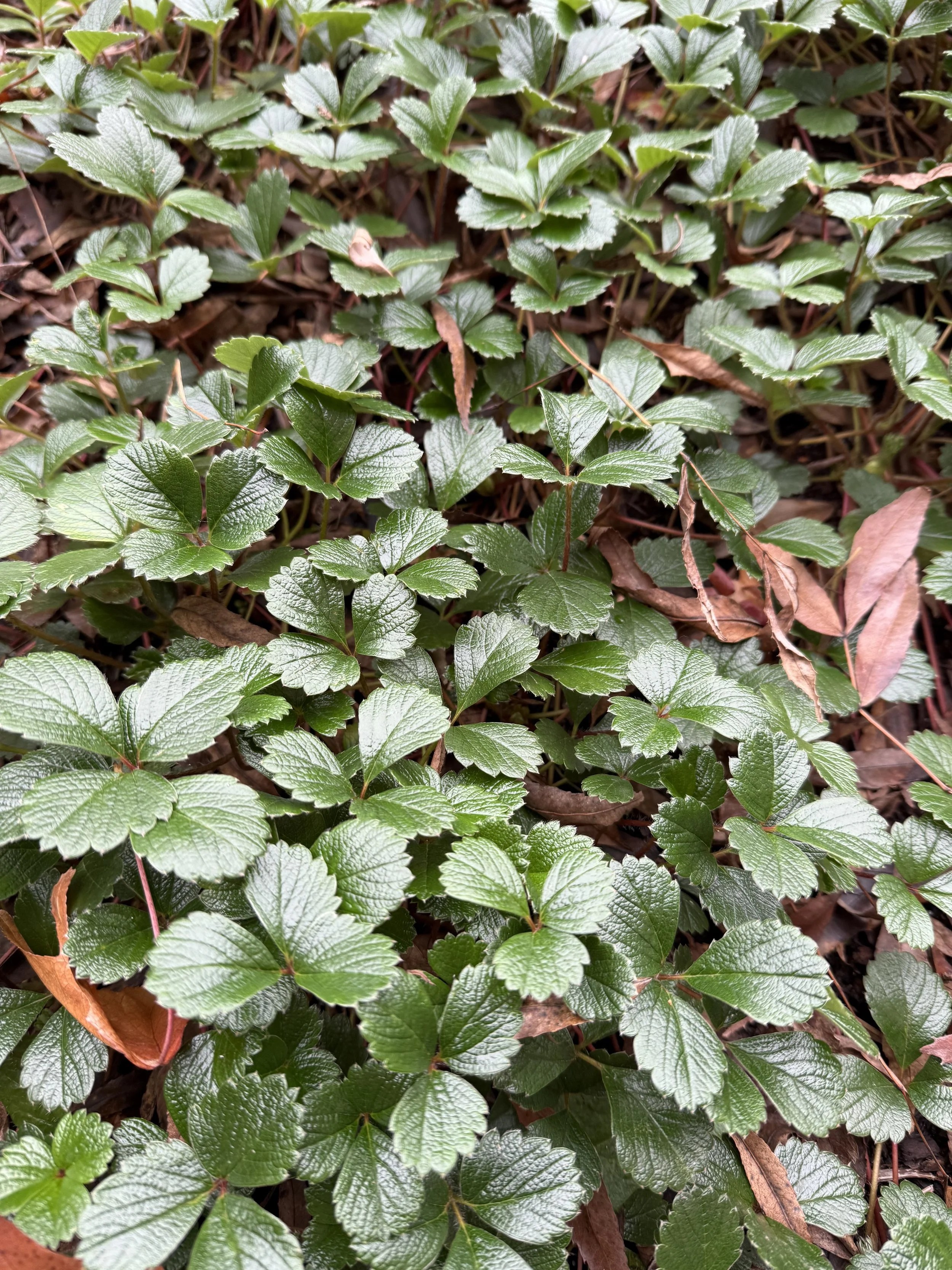 Sand Strawberry.jpeg