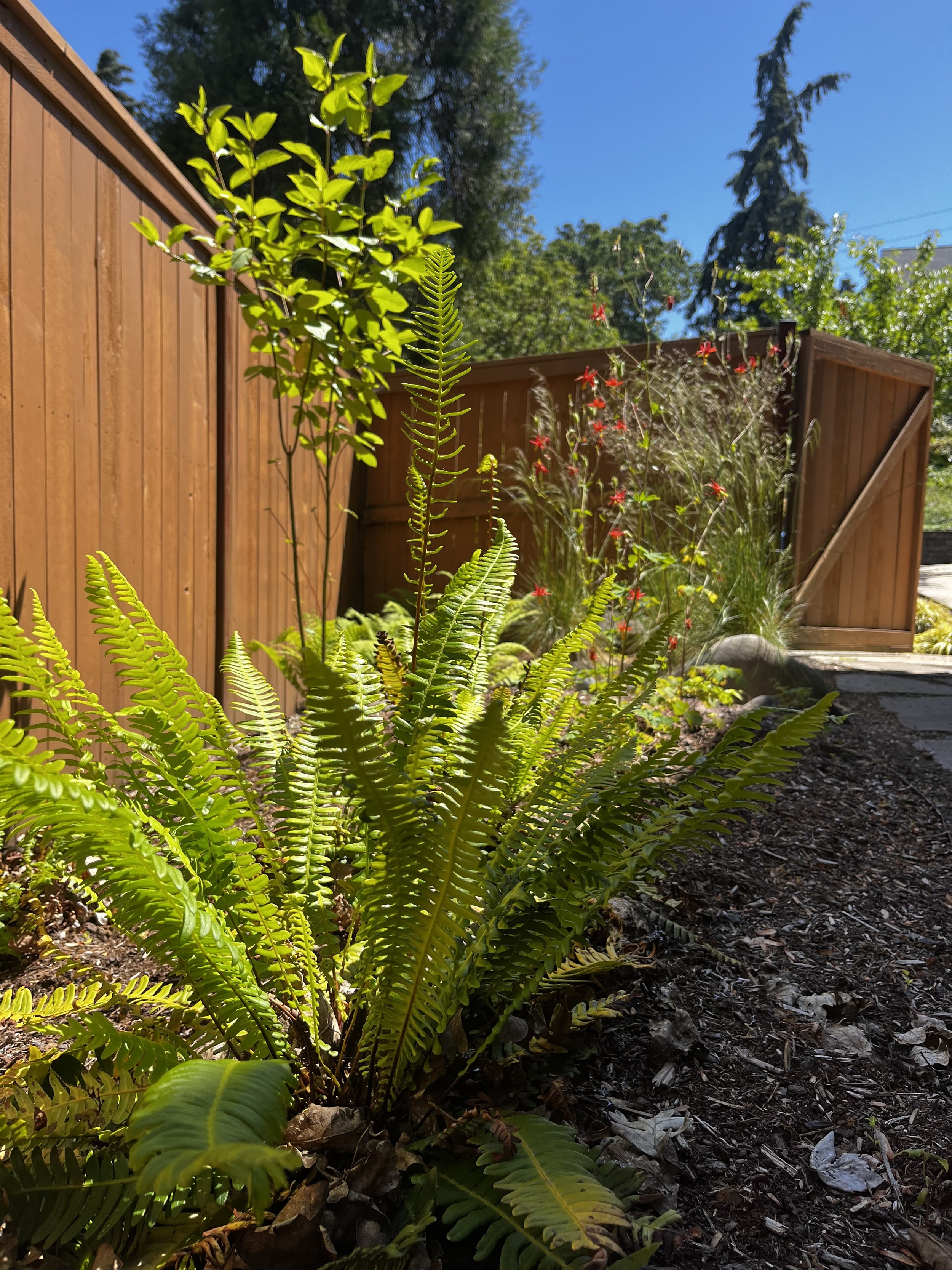 fern and columbine.jpg