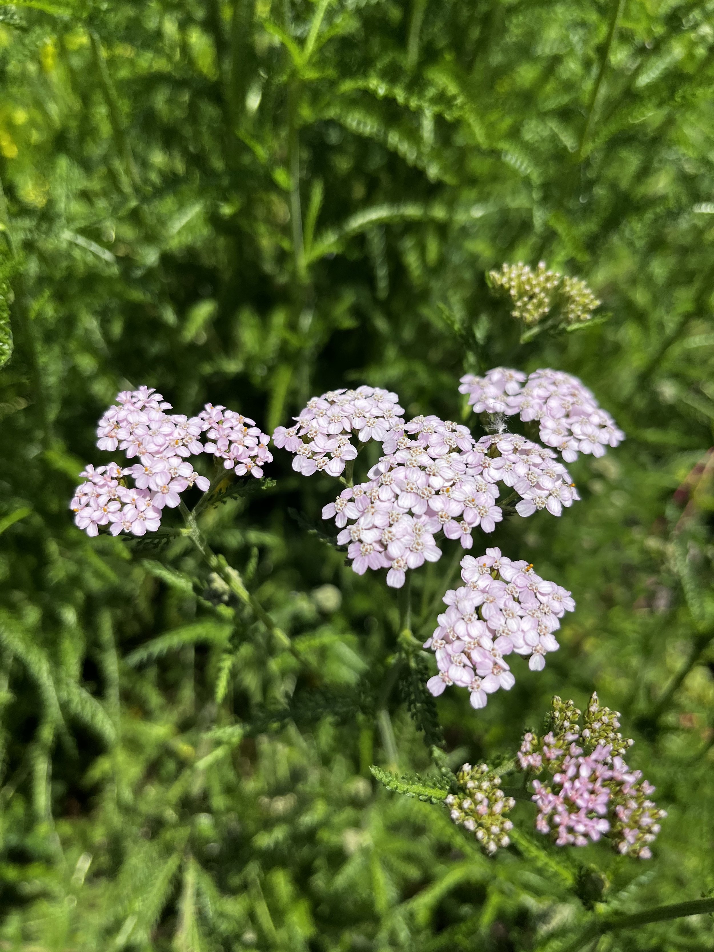 Western Yarrow