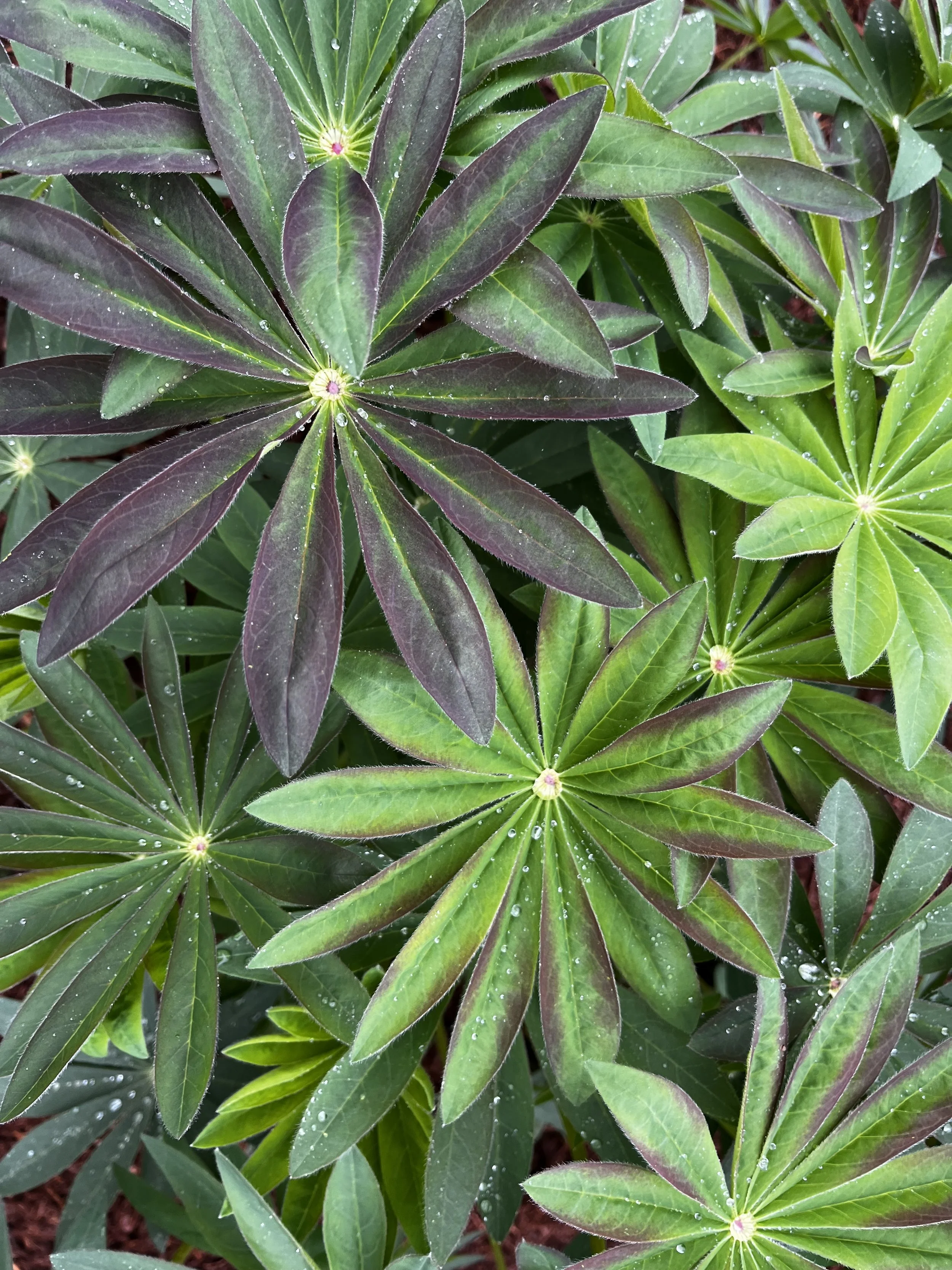 Big Leaf Lupine 1.jpeg