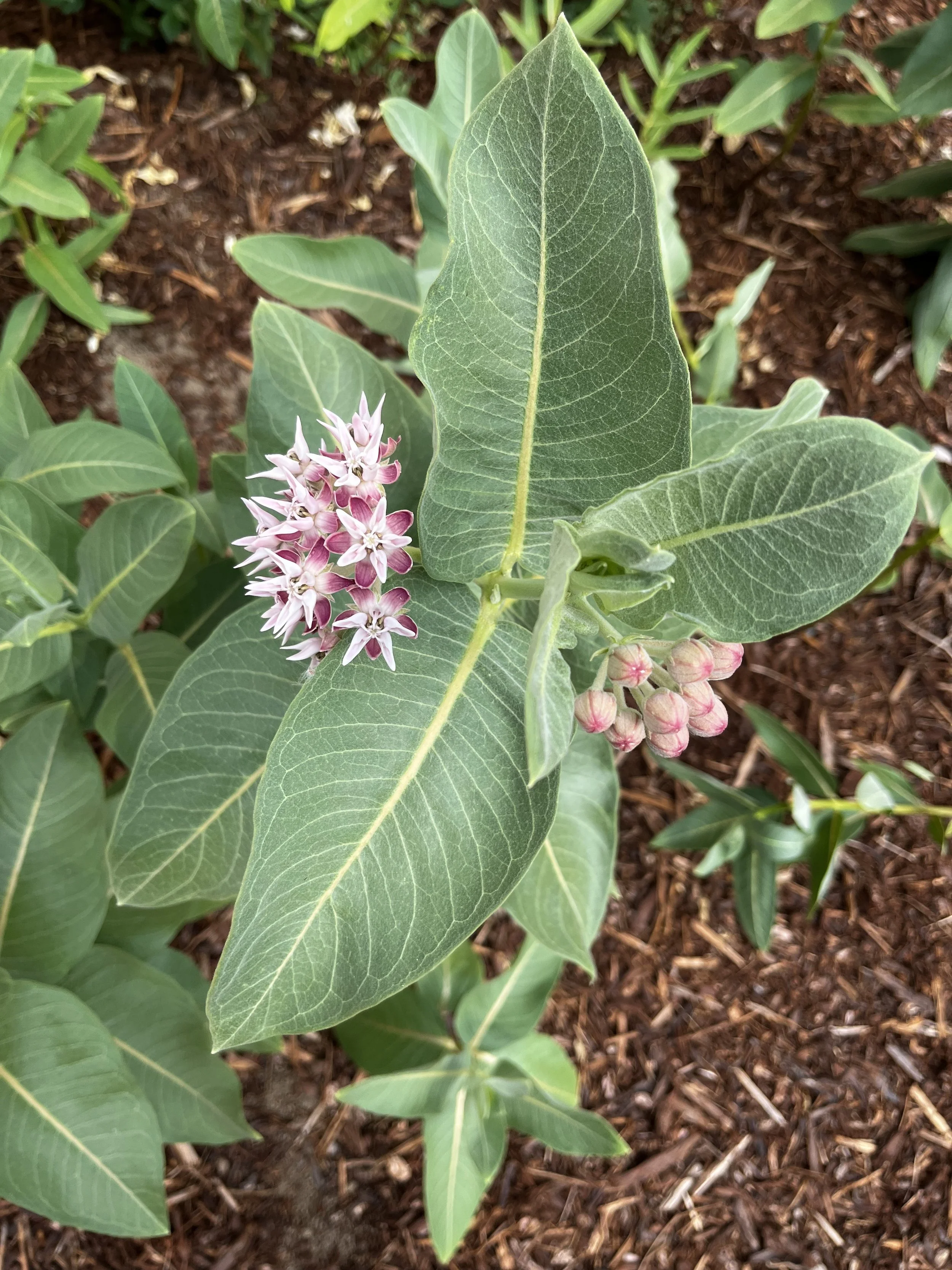 Milkweed (1).jpeg