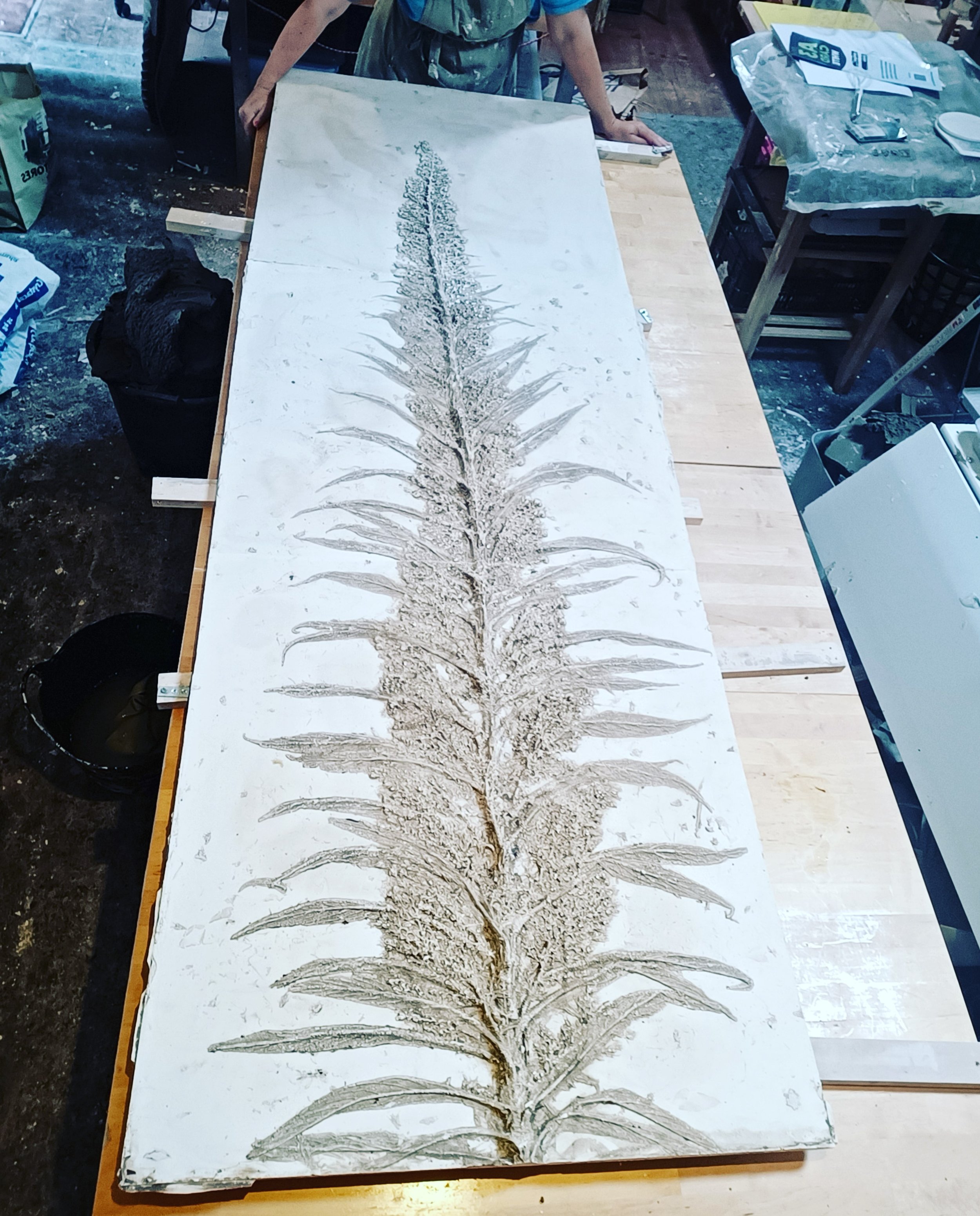 Echium Pininana