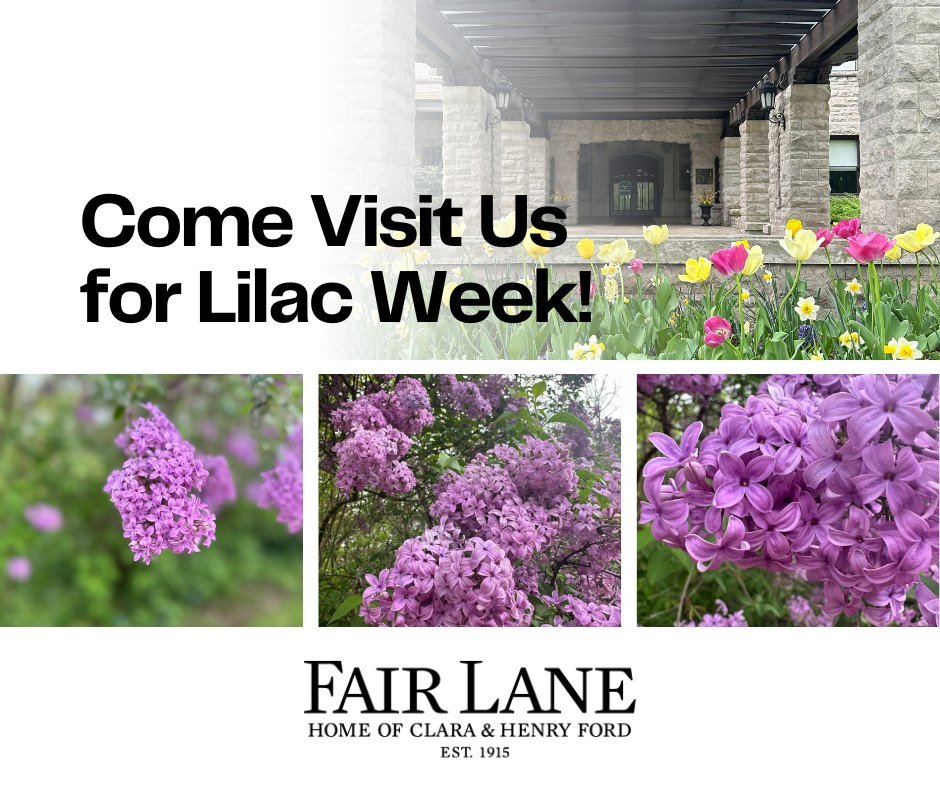 Come see and smell these breathtaking lilacs before they go away for the season! We are open daily from 8 AM to 6 PM.

Please Note: We have a very exciting lighting project happening along Lilac Lane this week that will limit accessibility. We apolog