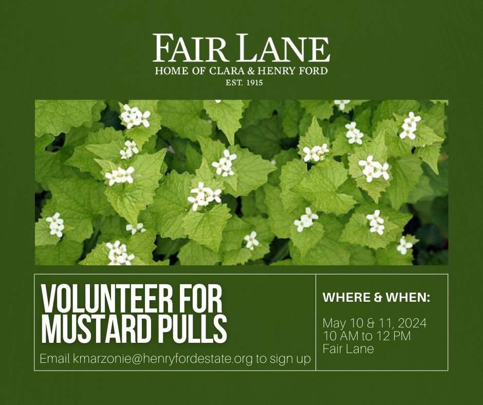 There's still time to sign up and help pull Garlic Mustard. We have spots on May 10 and 11, 2024, from 10 AM to 12 PM.

For more information or to sign up, please email Karen at kmarzonie@henryfordestate.org.

#FairLaneGardensAndGrounds #Volunteer