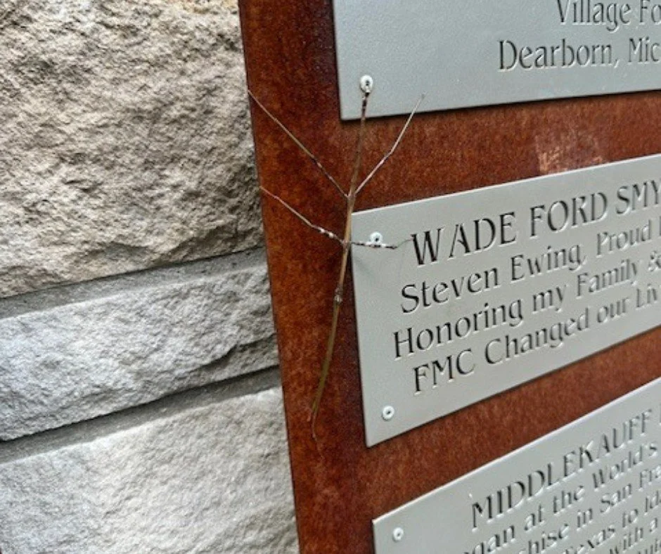 Here at #FairLane, we get a variety of visitors, including this walking stick (also known as stick insect). This little guy was hanging out by the Donor Wall!

#Wildlife #Nature #Dearborn #FairLaneGardensAndGrounds