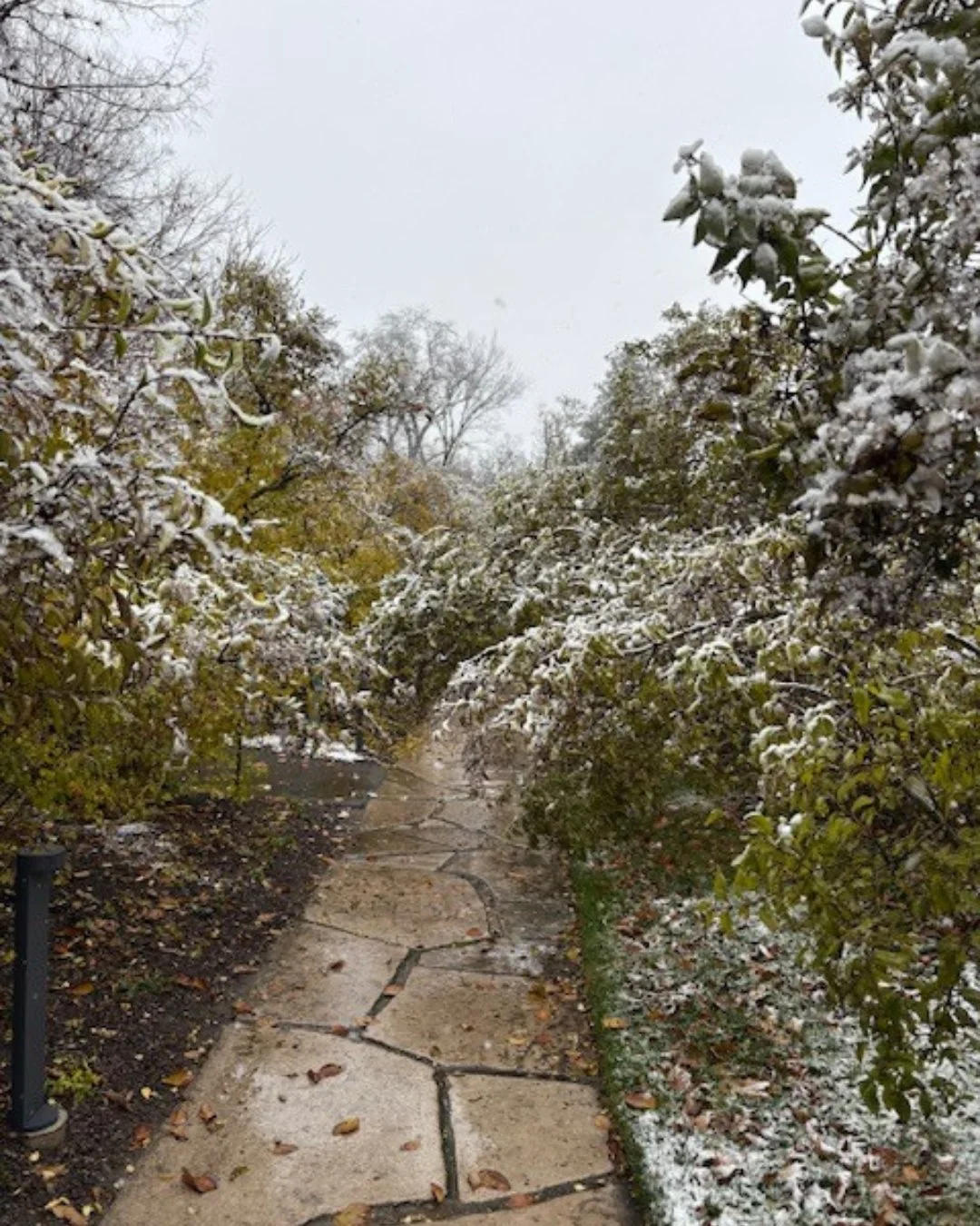 A few pictures from yesterday's first snowfall of the season ❤️❄️