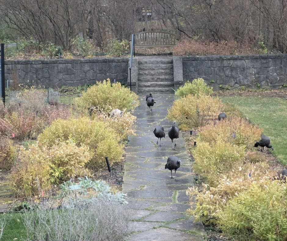 We just love seeing our winter friends roaming the #FairLaneGardensAndGrounds! 💕
ㅤ
What animals have you seen recently at #FairLane?
ㅤ
#Dearborn #Nature