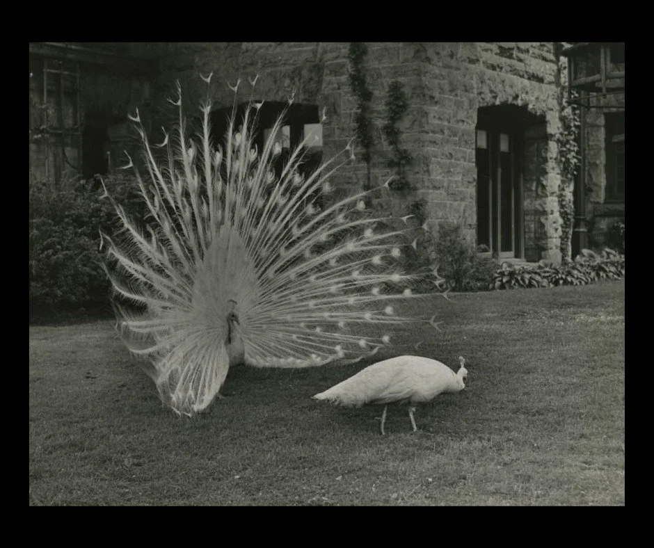 #DYK February is National Bird-Feeding Month? And today is Feed the Birds Day.
ㅤ
Why are we celebrating today at #FairLane?
ㅤ
1. It helps to bring attention to birds and their needs
2. Henry, Clara, and Edsel enjoyed birdwatching and saw various bird