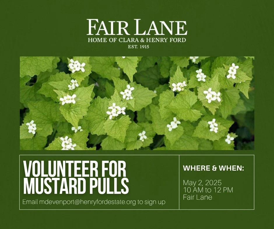 REMINDER: Garlic Mustard Pull at Fair Lane!
ㅤ
📅 When:
Saturday, May 2, 2025
10:00 AM &ndash; Noon
📍 Meet at the Picnic Area
ㅤ
🧤 We&rsquo;ll be focusing on removing Garlic Mustard, an invasive species that threatens wetlands and wooded areas.
ㅤ
👖 