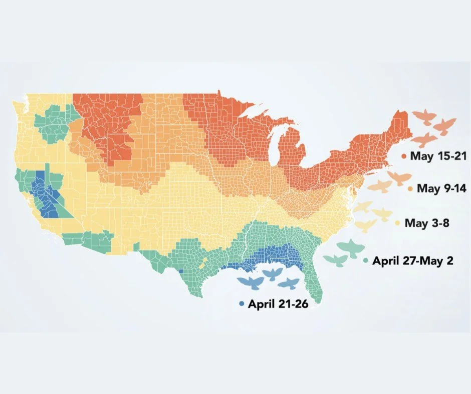 Spring bird migration is reaching its peak in Michigan. This season is especially special to us at Fair Lane because Henry, Clara, and Edsel all had a deep appreciation for nature and bird watching.
ㅤ
Over the next few days, take a moment and look up