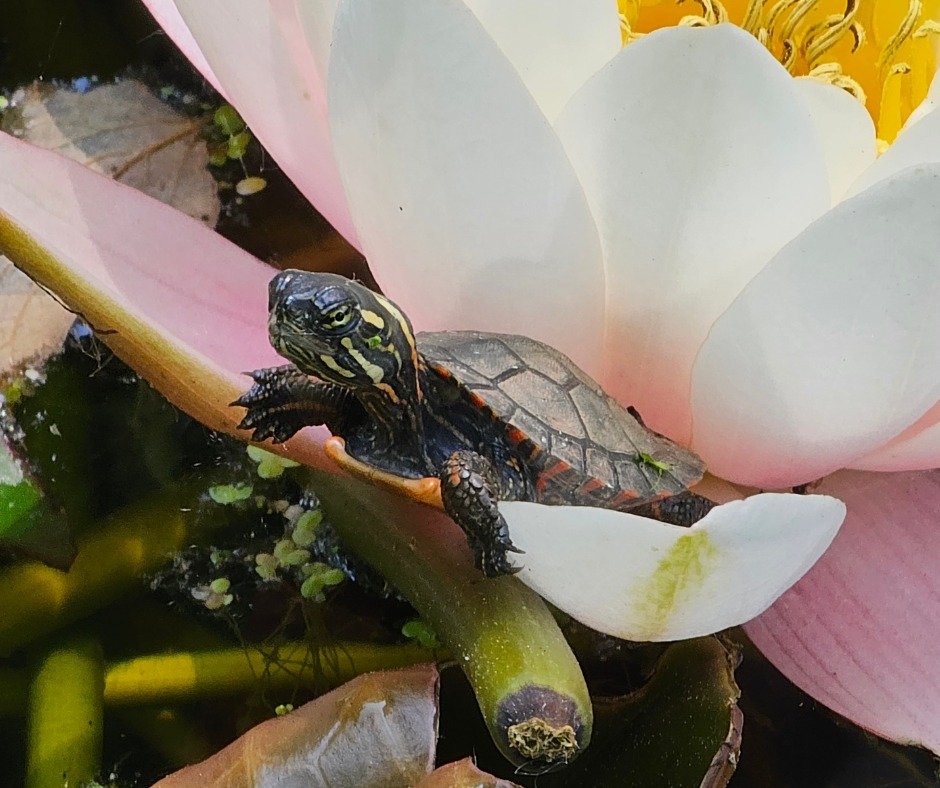 It's #WorldTurtleDay!
ㅤ
Have you seen this little guy around #FairLane?
ㅤ
If not, we encourage you to come out and spot all of our wildlife! Fair Lane's Gardens and Grounds are open daily from 8 AM to 6 PM.
ㅤ
#Dearborn