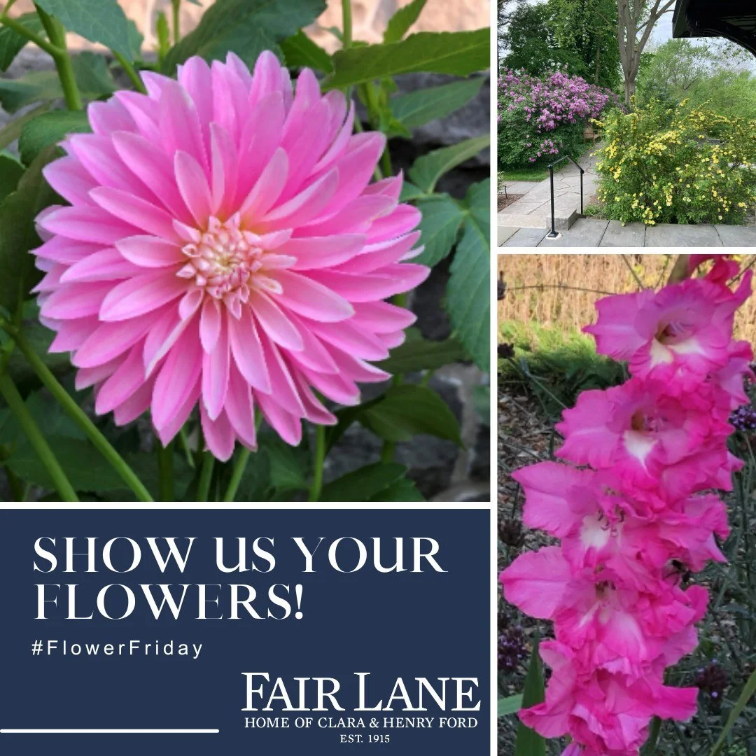 It's almost time for our #FlowerFriday summertime campaign!
ㅤ
Whether you're wandering the trails or exploring our gardens, Fair Lane is home to a variety of beautiful plants and flowers. The next time you're here, we encourage you to take some photo