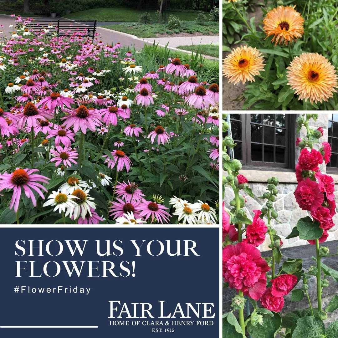 It's Friday, and there's so much to celebrate at Fair Lane 🌸
ㅤ
As we recognize #NationalGardenWeek, #FlowerFriday, and Museum Week, we're reminded that Fair Lane has always been a place where innovation and nature come together. From the historic es