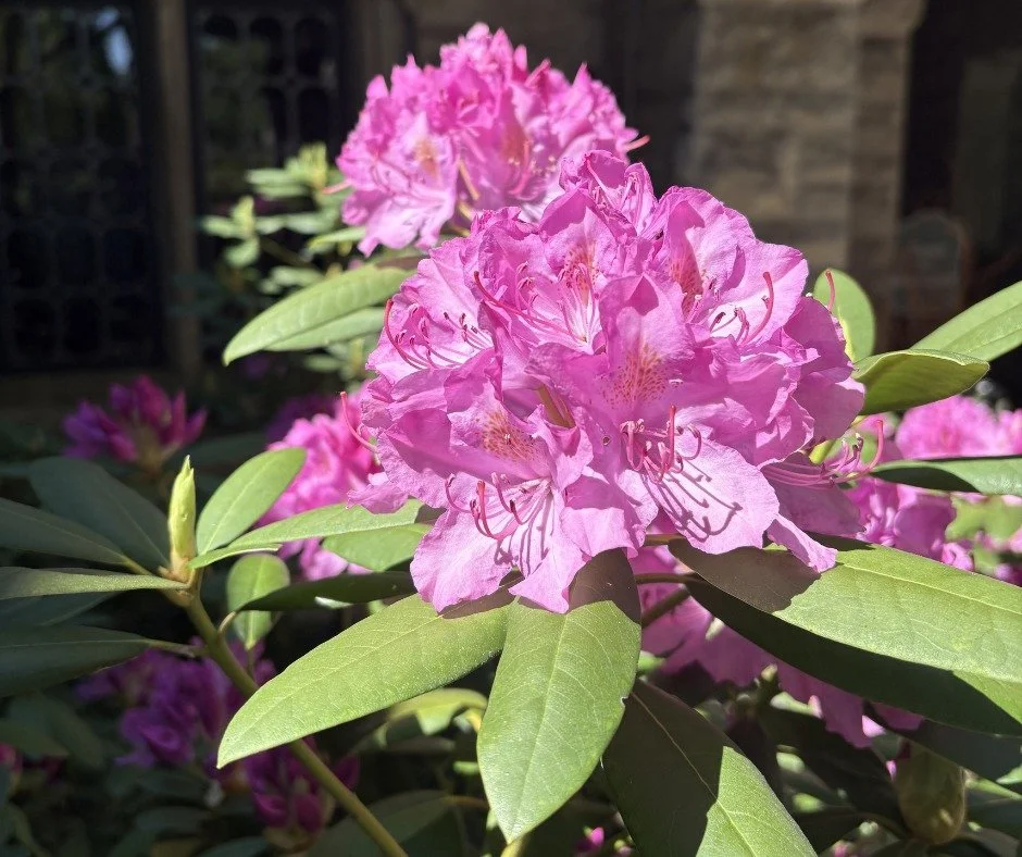 Where on the grounds can you find this flower?
ㅤ
#WhereIsItWednesday #NationalGardenWeek #Dearborn #HistoricGardens #MichiganHistory