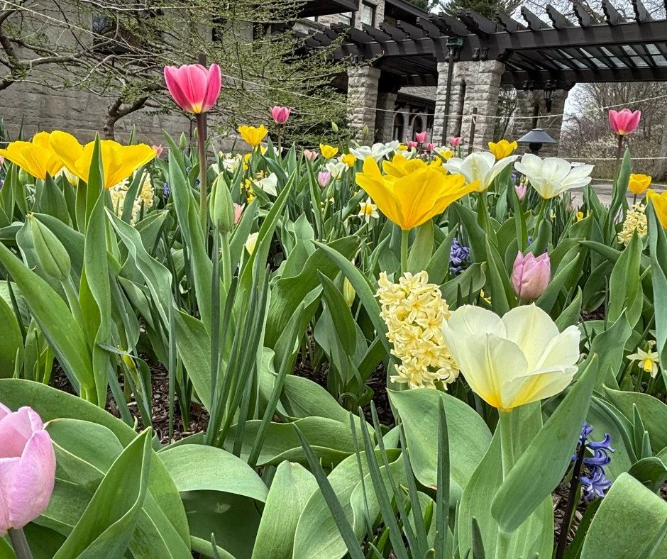 Clara had a deep appreciation for flowers and gardens. As spring begins to give way to summer, we're still in awe of the vibrant colors and delicate blossoms that have brightened the grounds at Fair Lane over the past few months.
ㅤ
Each season brings