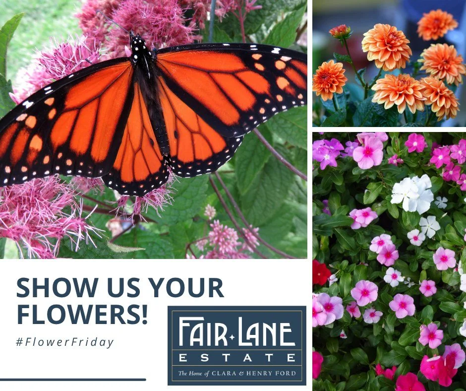 Garden roll call!
ㅤ
We&rsquo;re curious: what flower is stealing the spotlight in your garden right now?
ㅤ
Post a photo in the comments and let us know! At the end of this month, we'll be featuring some of our favorite community blooms. 
ㅤ
#FairLaneE