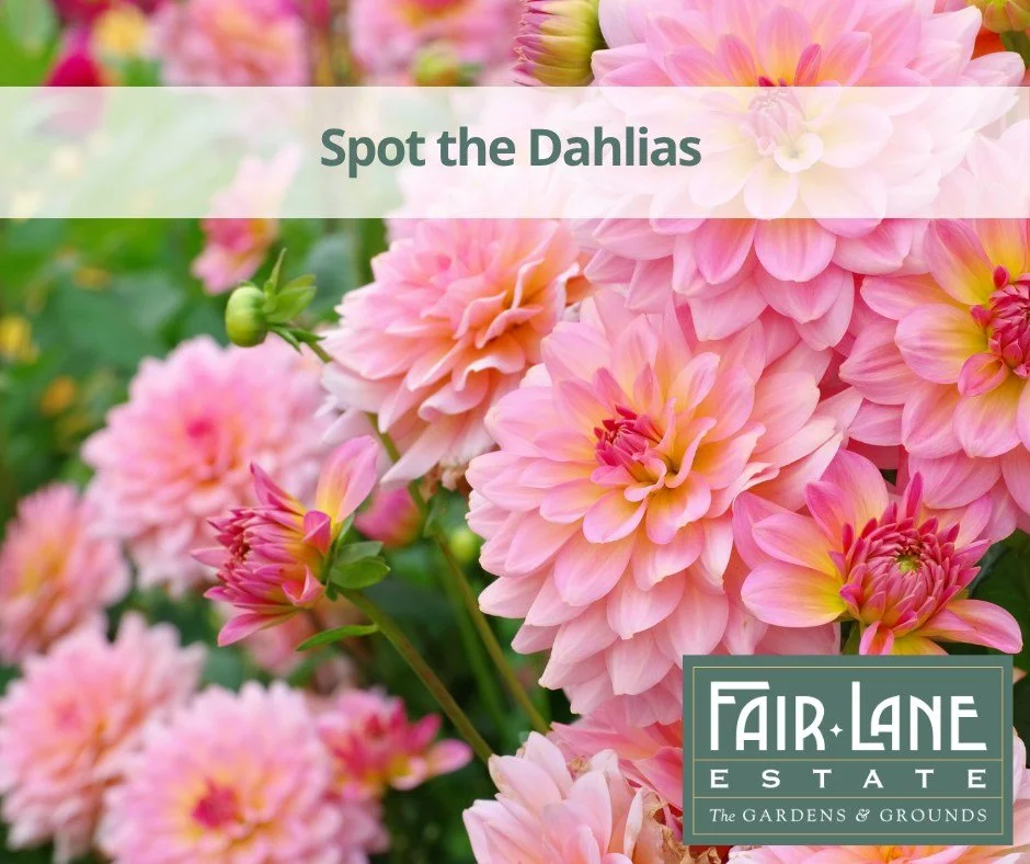 Dahlia detectives, what color flowers are you seeing now at Fair Lane Estate?
ㅤ
#FairLaneEstate #Dearborn #HistoricGardensAndGrounds