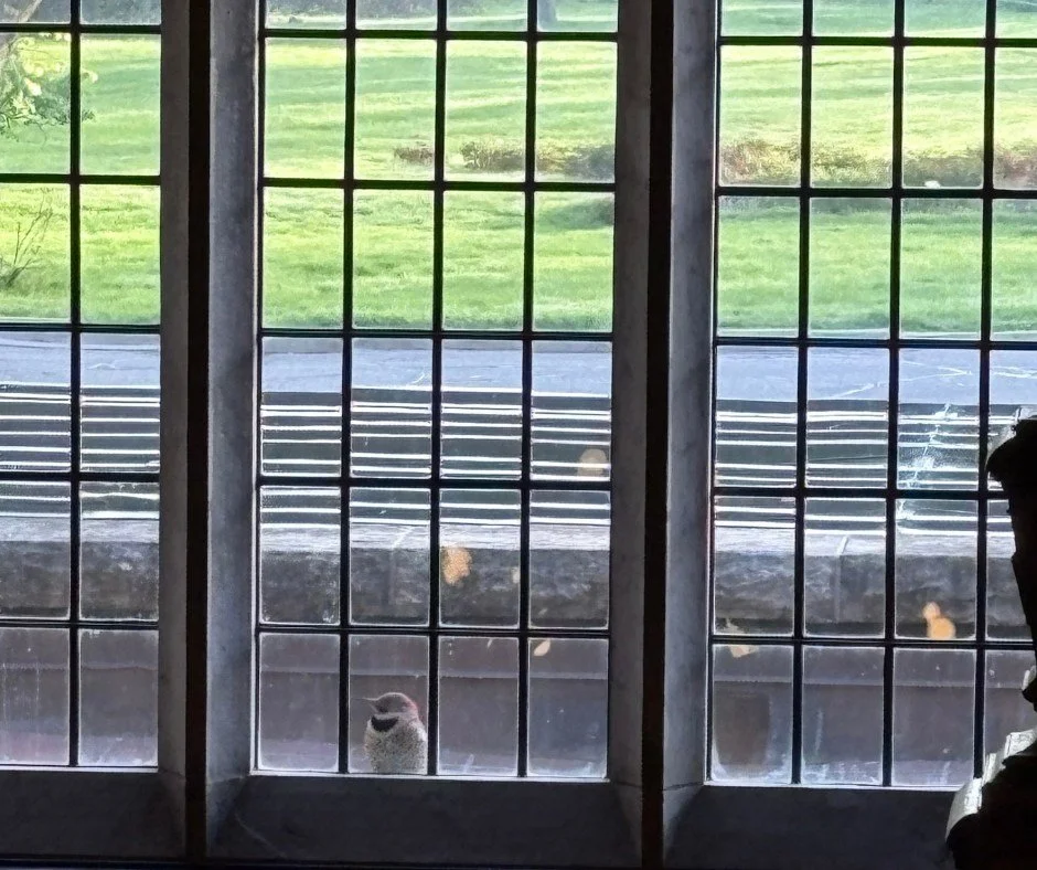 We love seeing all the different types of wildlife at the Estate.
ㅤ
What have you seen recently?
ㅤ
#FairLaneEstate #Dearborn
