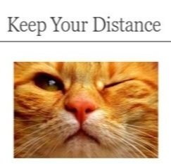 Zoom+Ready+cat.jpg