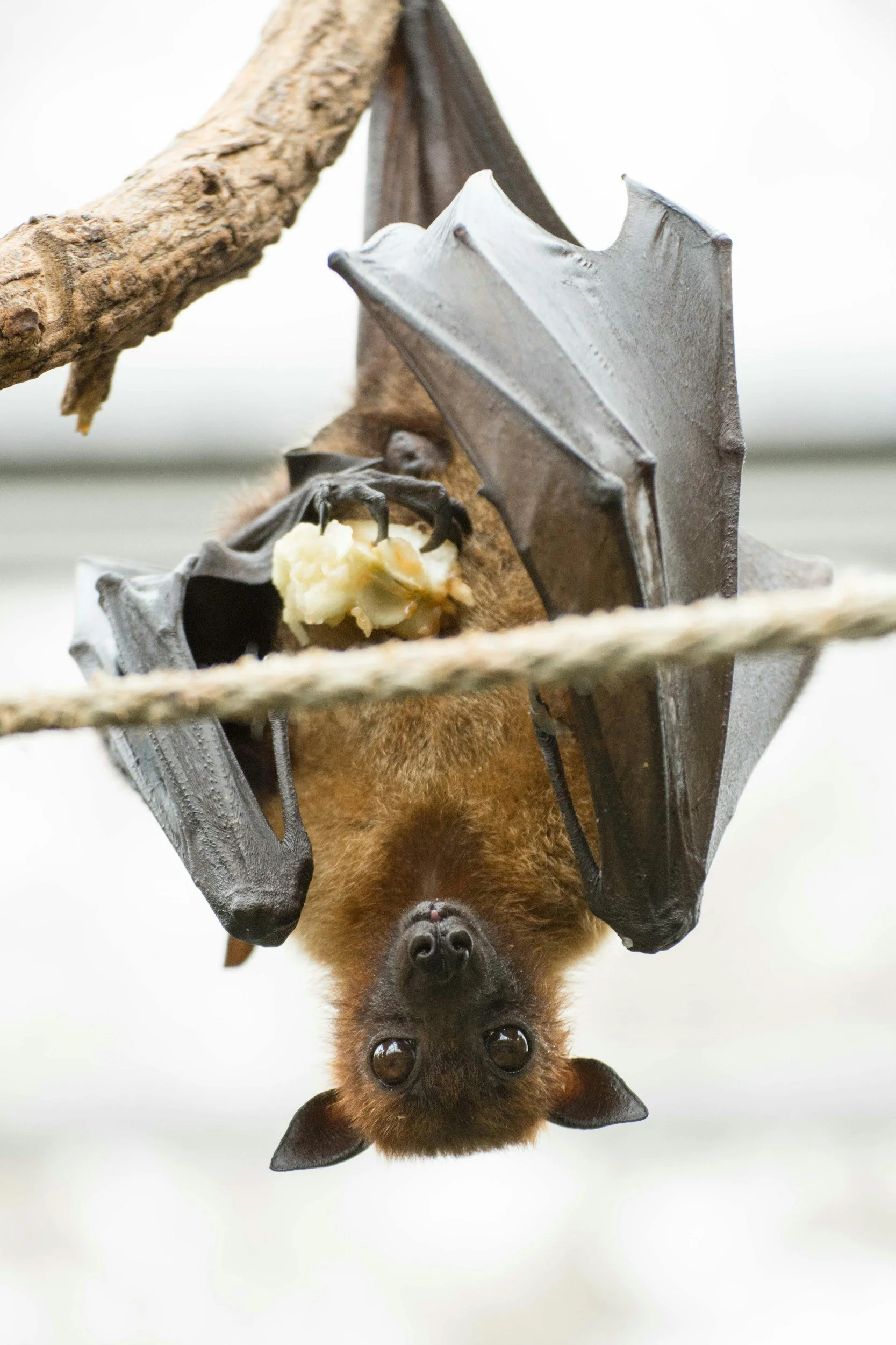 Incredible Bats