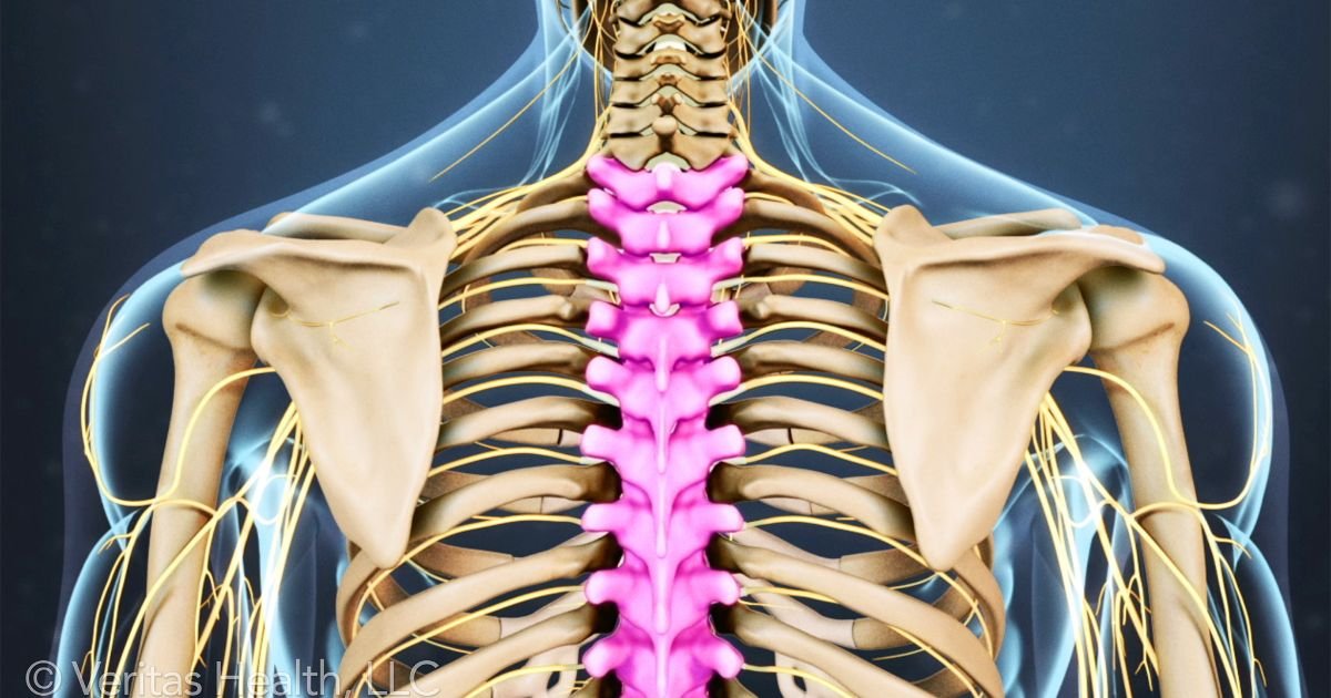 Let's learn more about the thoracic spine!