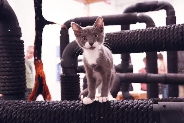 Taking Cat Art Seriously 