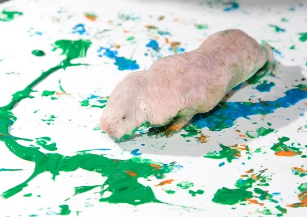 Birds Do It, Bees Do It: Taking Animals' Art Skills Seriously