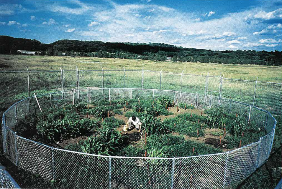 Lettuce in a Landfill