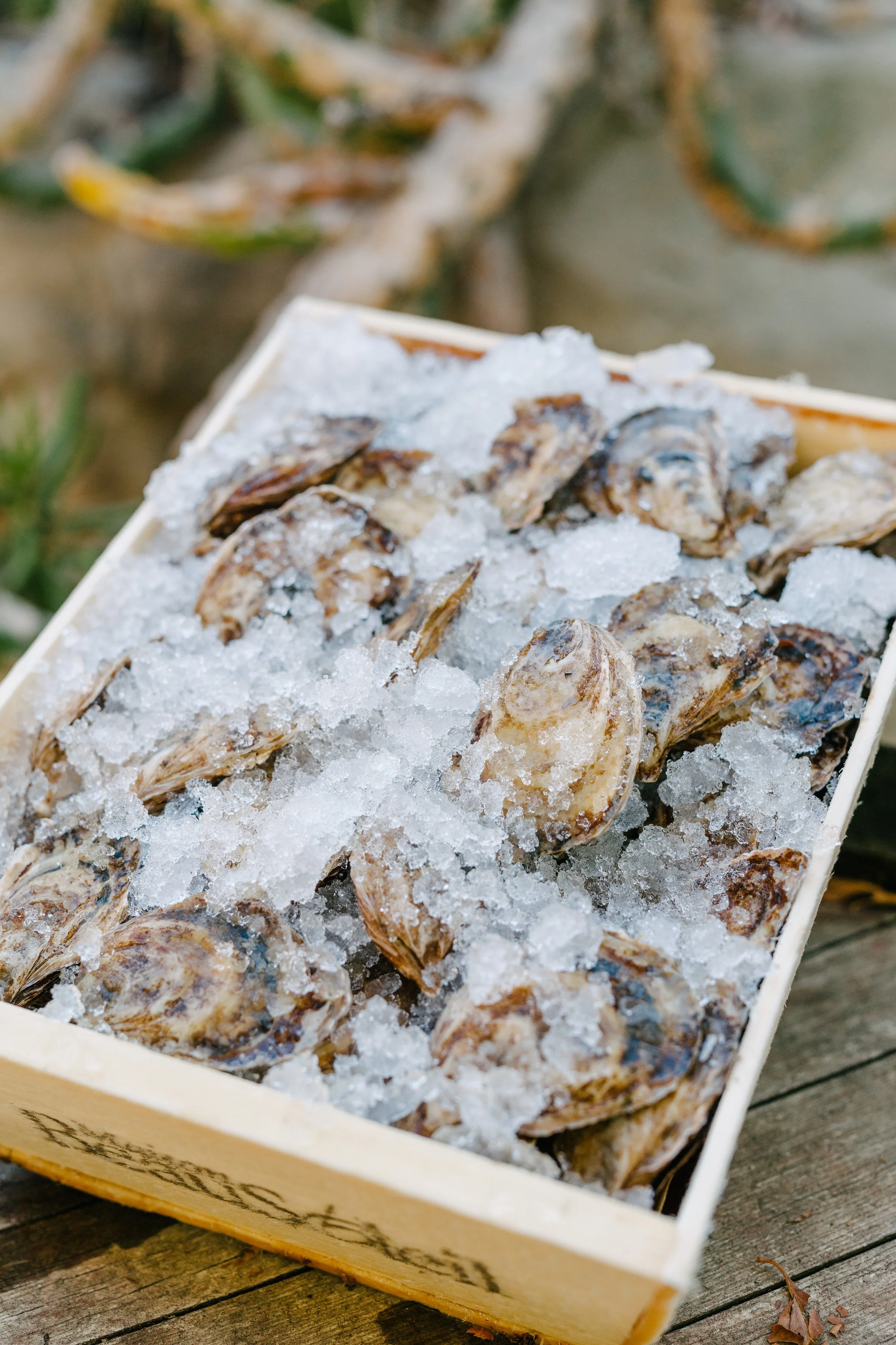 Oysters Fresh in from our Partners at Santa Monica Seafood