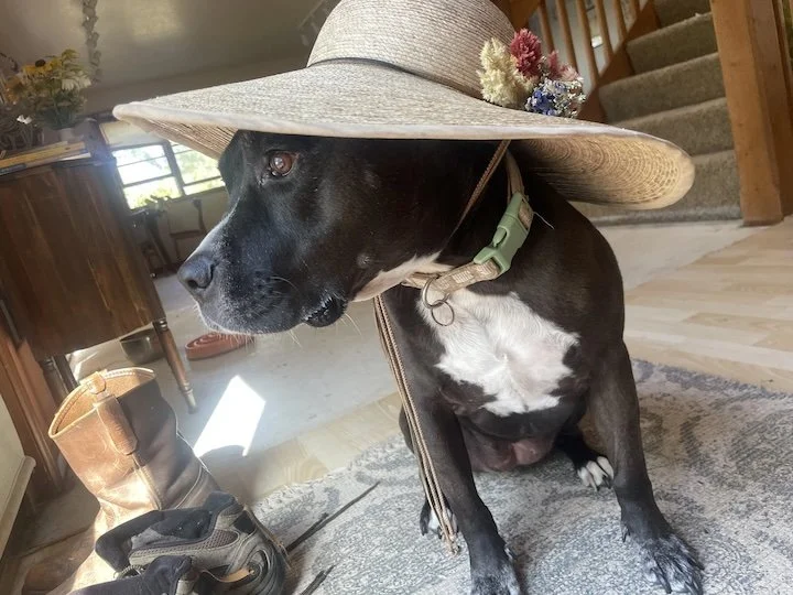 ElbieDog_DandelionFarms.jpg