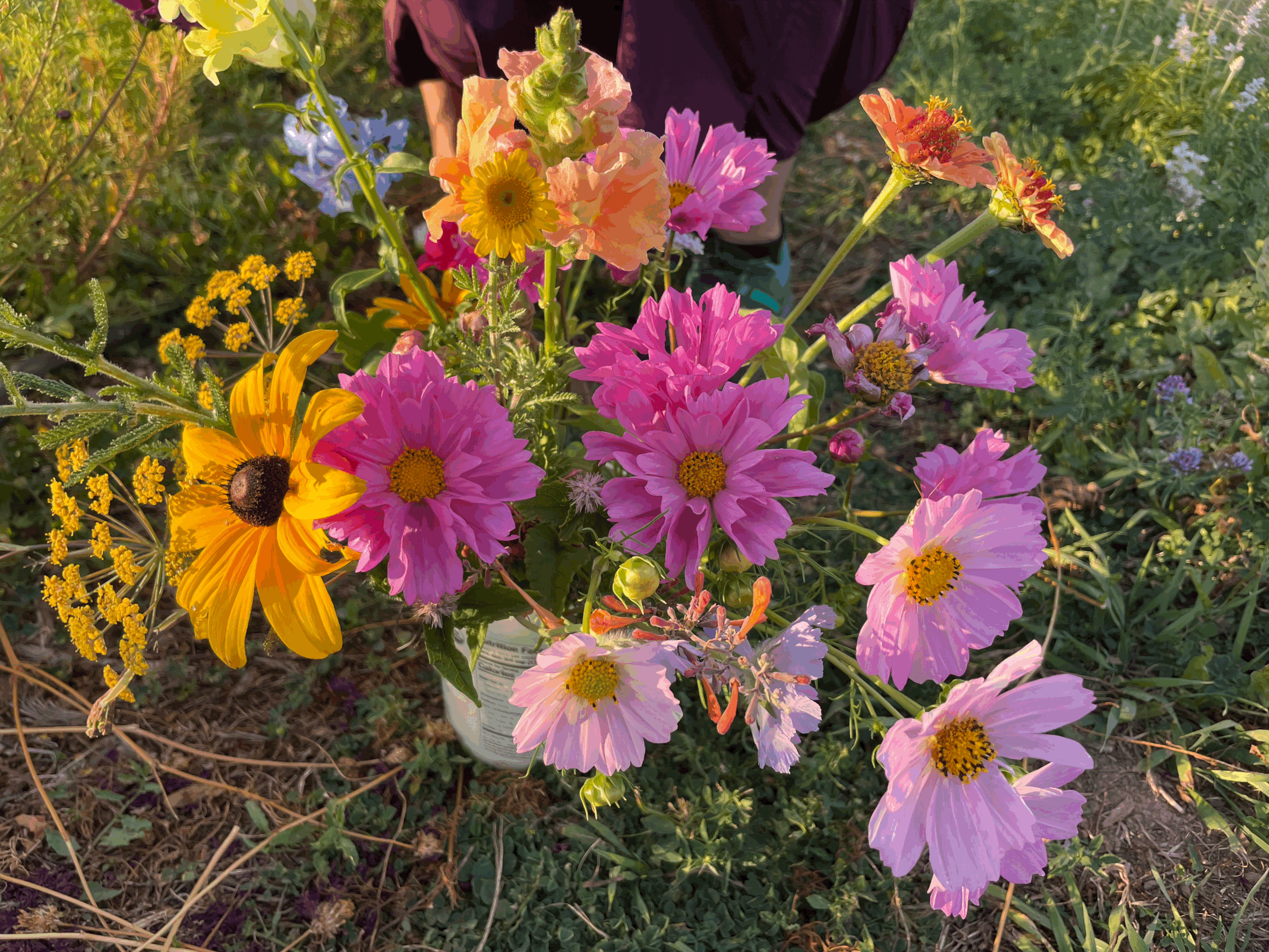 U Pick Flowers @ The Farm