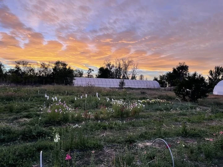 Sunset_DandelionFarms.jpg