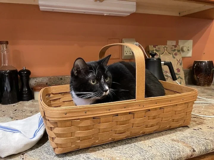 BorpoCat_DandelionFarms.jpg