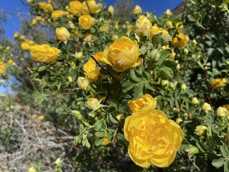 YellowRose_DandelionFarms.jpg