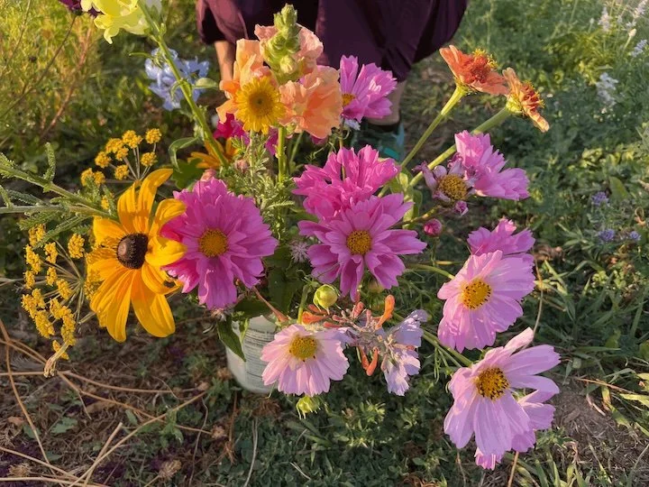 LateSummer_DandelionFarms.jpg