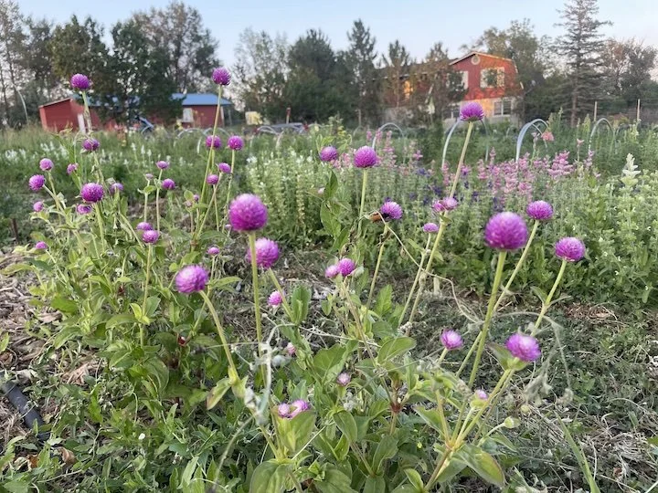 Gomphrena_DandelionFarms.jpg