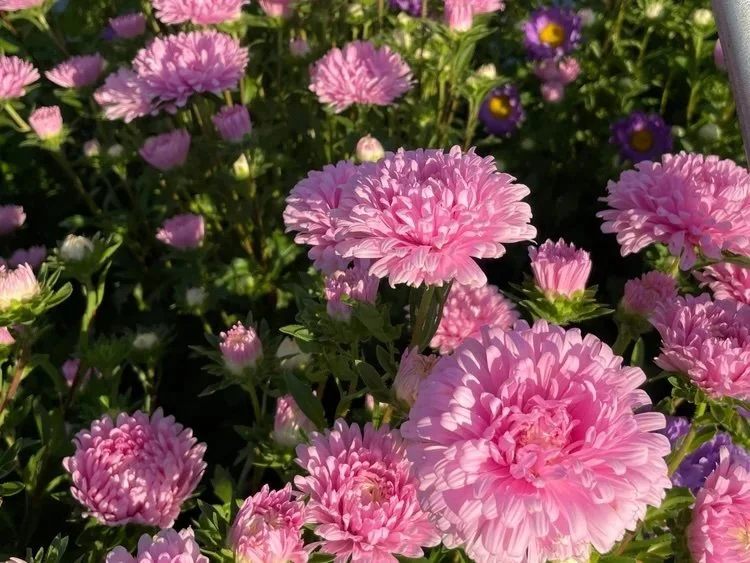 Aster_DandelionFarms.jpeg