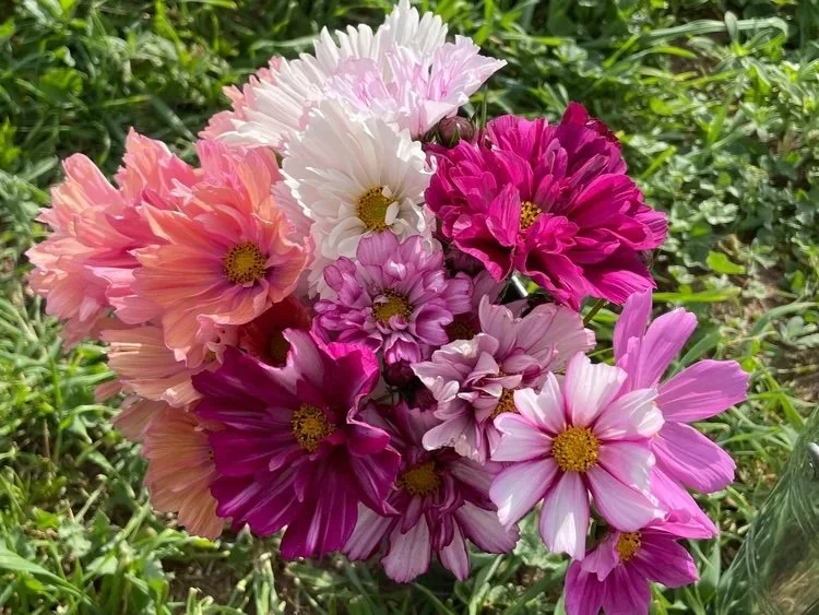 Cosmos_DandelionFarms.jpg