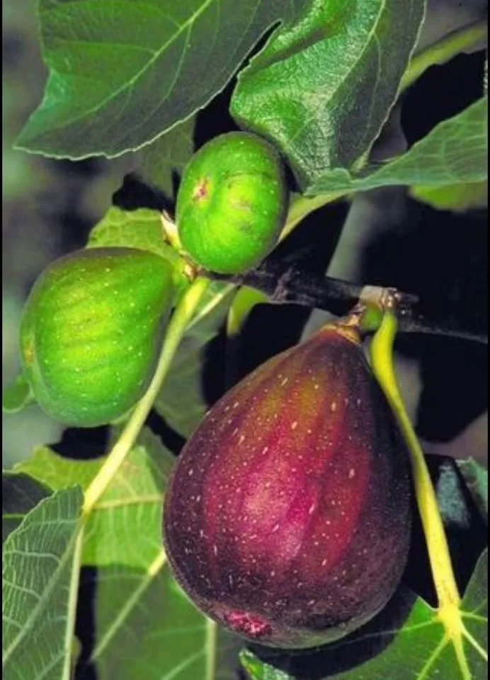 Brown Turkey Fig Tree