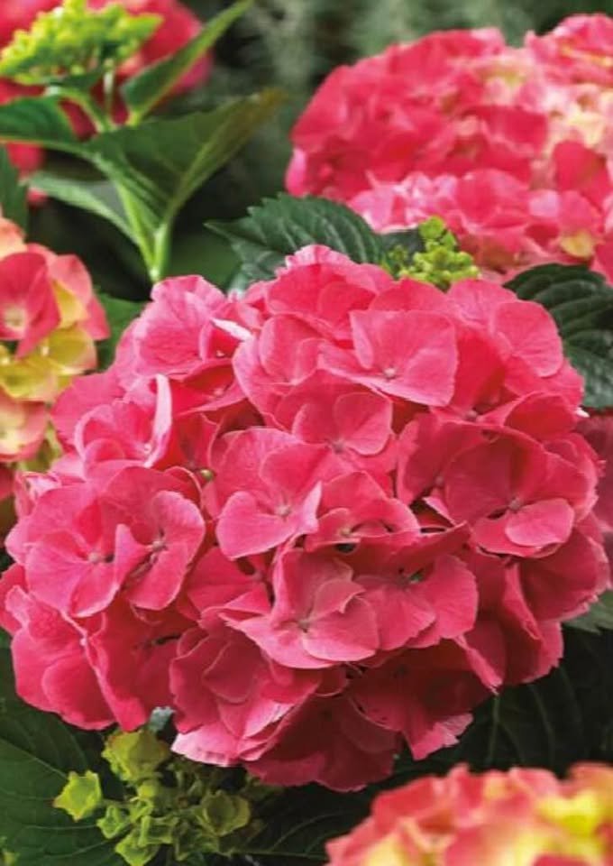 Red Sensation Hydrengea