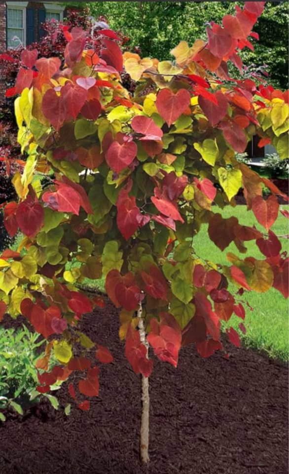 Flamethrower Redbud tree