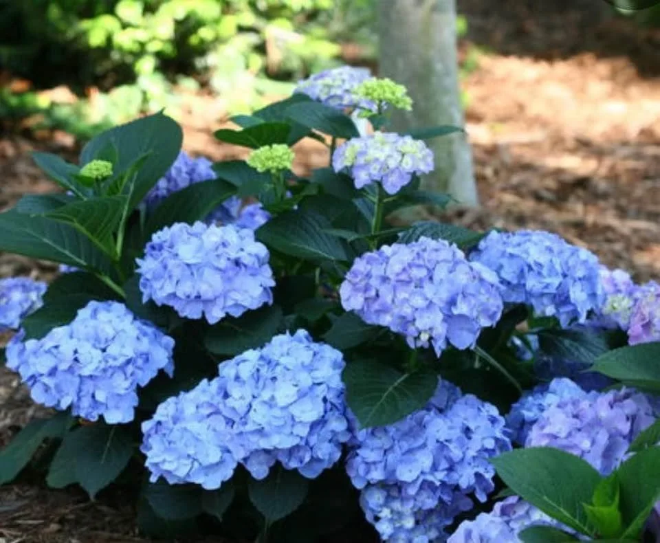 Mister Blue Jangles Hydrangea