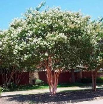 Crapemyrtle