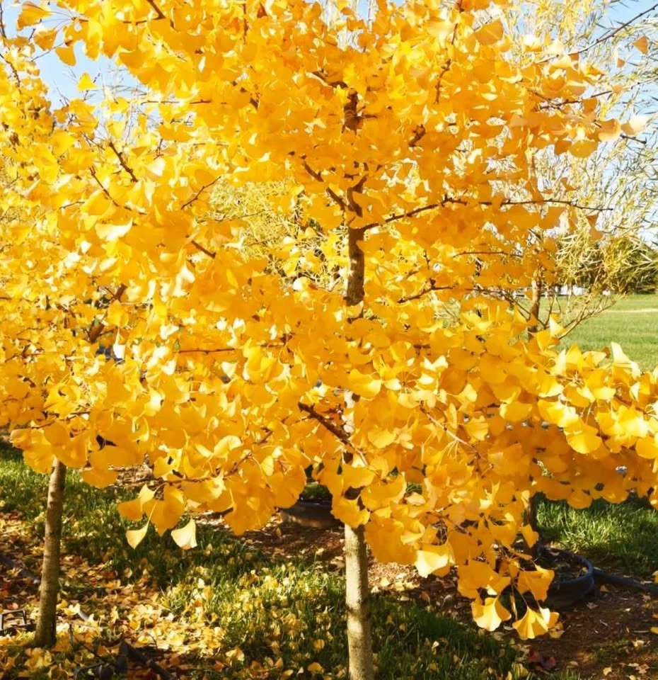 Ginkgo Biloba Autumn Gold Tree